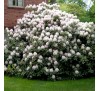 Рододендрон Каннингей Уайт (Cunningham's White) С5